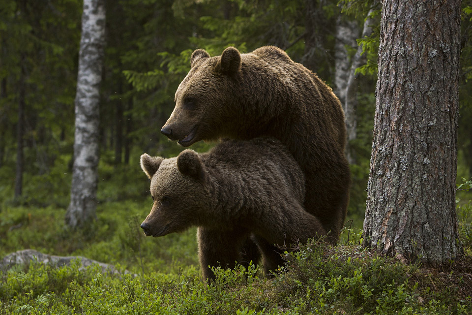 Bears at maiting time